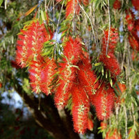 Bottle Brush Flowers Plant