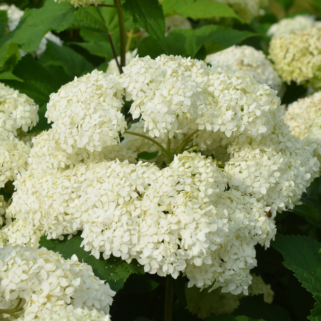 Bounty Mophead Hydrangea- Cold Hardy