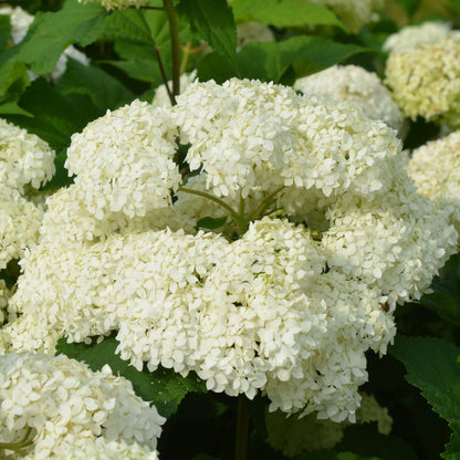 Bounty Mophead Hydrangea- Cold Hardy