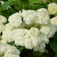 Bounty Mophead Hydrangea Plant with Round White Flower Clusters