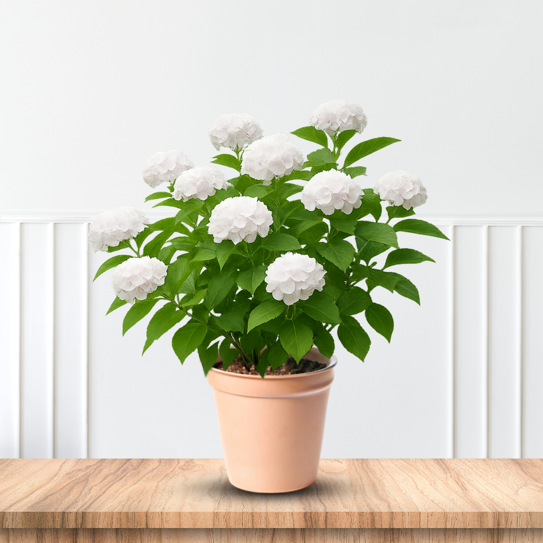 Bounty Mophead Hydrangea- Cold Hardy