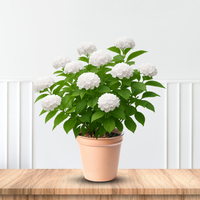 White Blooming Bounty Mophead Hydrangea in a Shaded Landscape