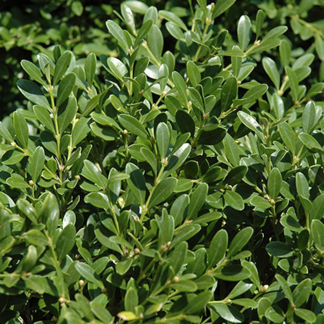 Dwarf Franklin's Gem Boxwood
