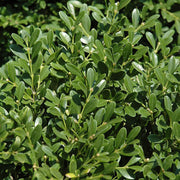 Dwarf Franklin's Gem Boxwood