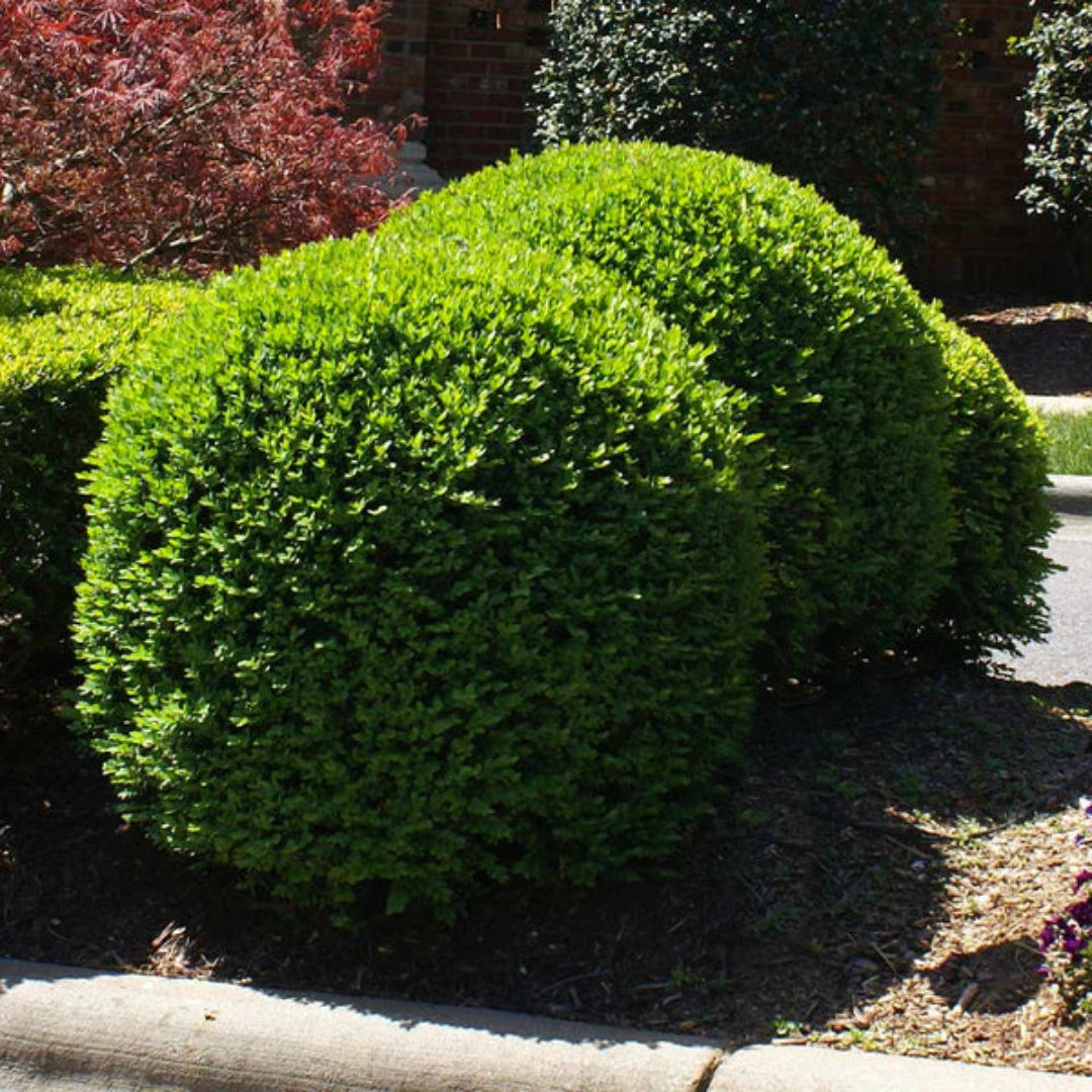 Titan Boxwood, Broadleaf Evergreen Shrub