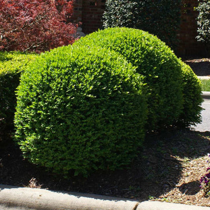 Titan Boxwood, Broadleaf Evergreen Shrub