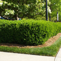 Titan Boxwood, Broadleaf Evergreen Shrub