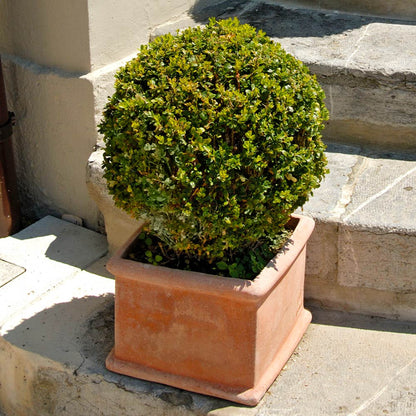 Titan Boxwood, Broadleaf Evergreen Shrub