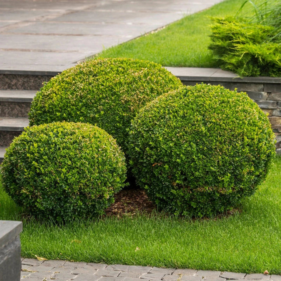 Cold-hardy Wintergreen Boxwood plant