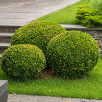 Wintergreen Boxwood dense foliage