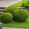 BoxWood