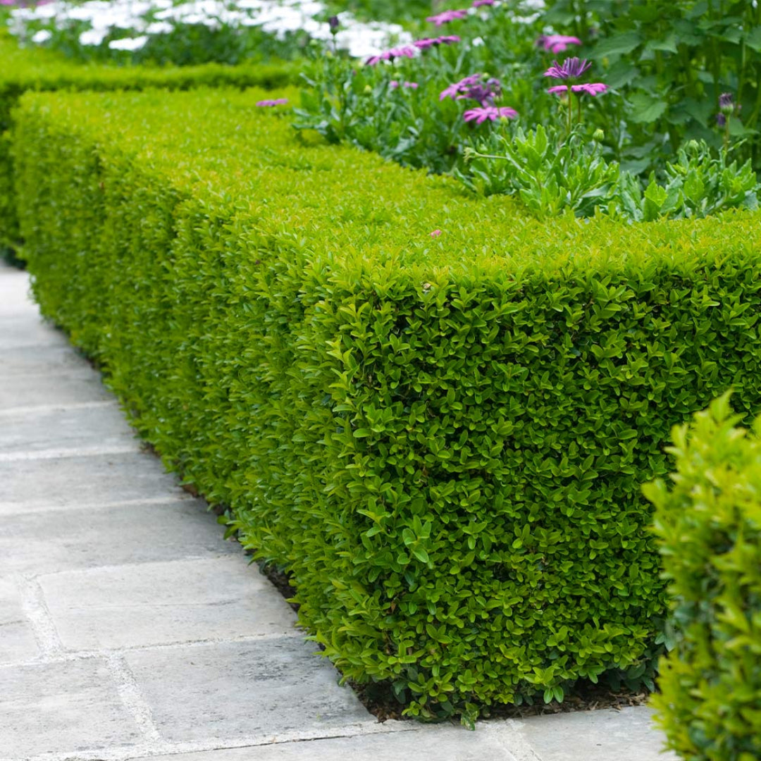 Titan Boxwood, Broadleaf Evergreen Shrub