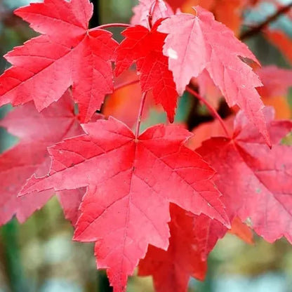 Brandy Wine Red Maple