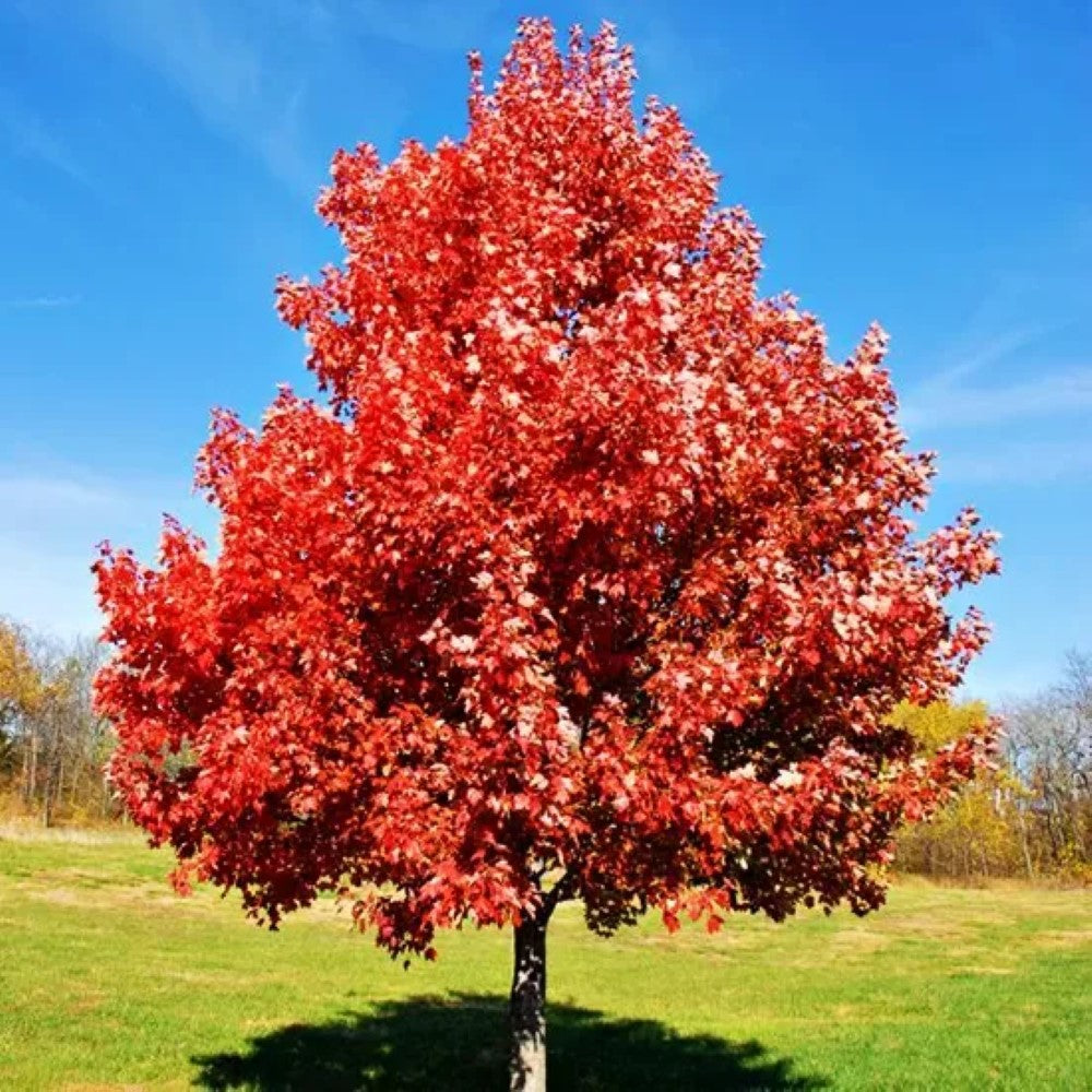 Brandy Wine Red Maple