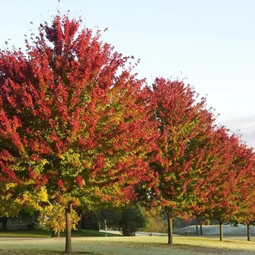 Brandy Wine Red Maple