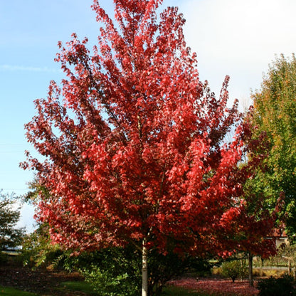 Brandy Wine Red Maple