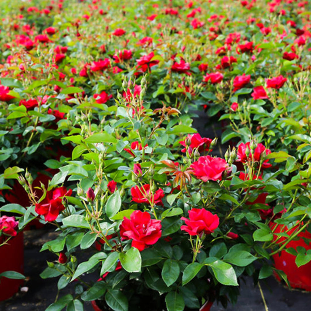 Brick House Rose shrub displayed as a landscape focal plant