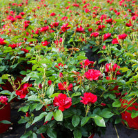 Brick House Rose shrub displayed as a landscape focal plant