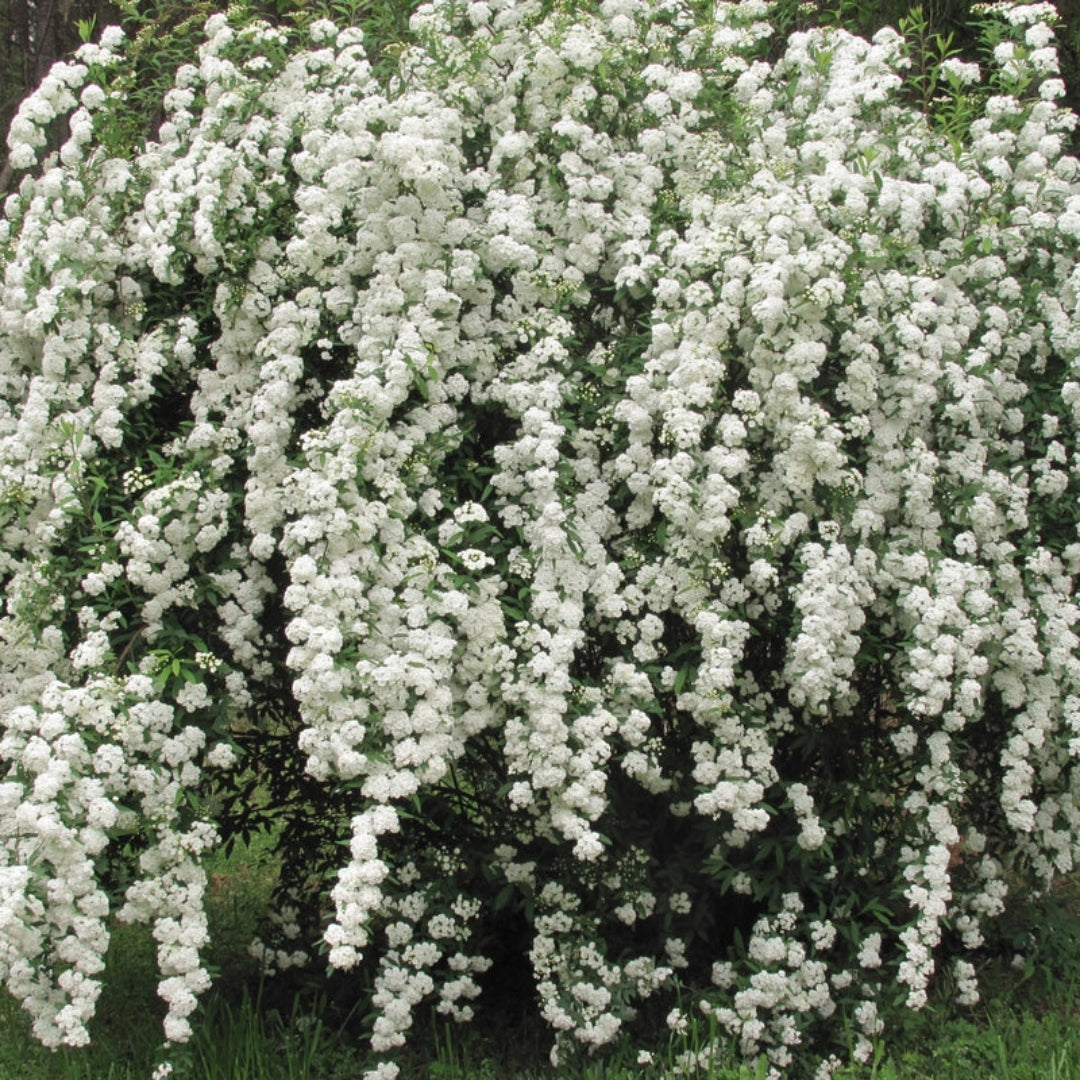 Spiraea Vanhouttei