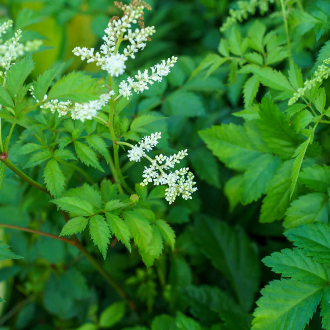 Bridal Veil Astilbe - [EG]
