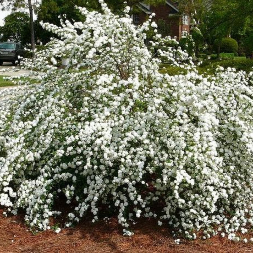 Reeves Spirea