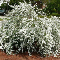 Reeves Spirea
