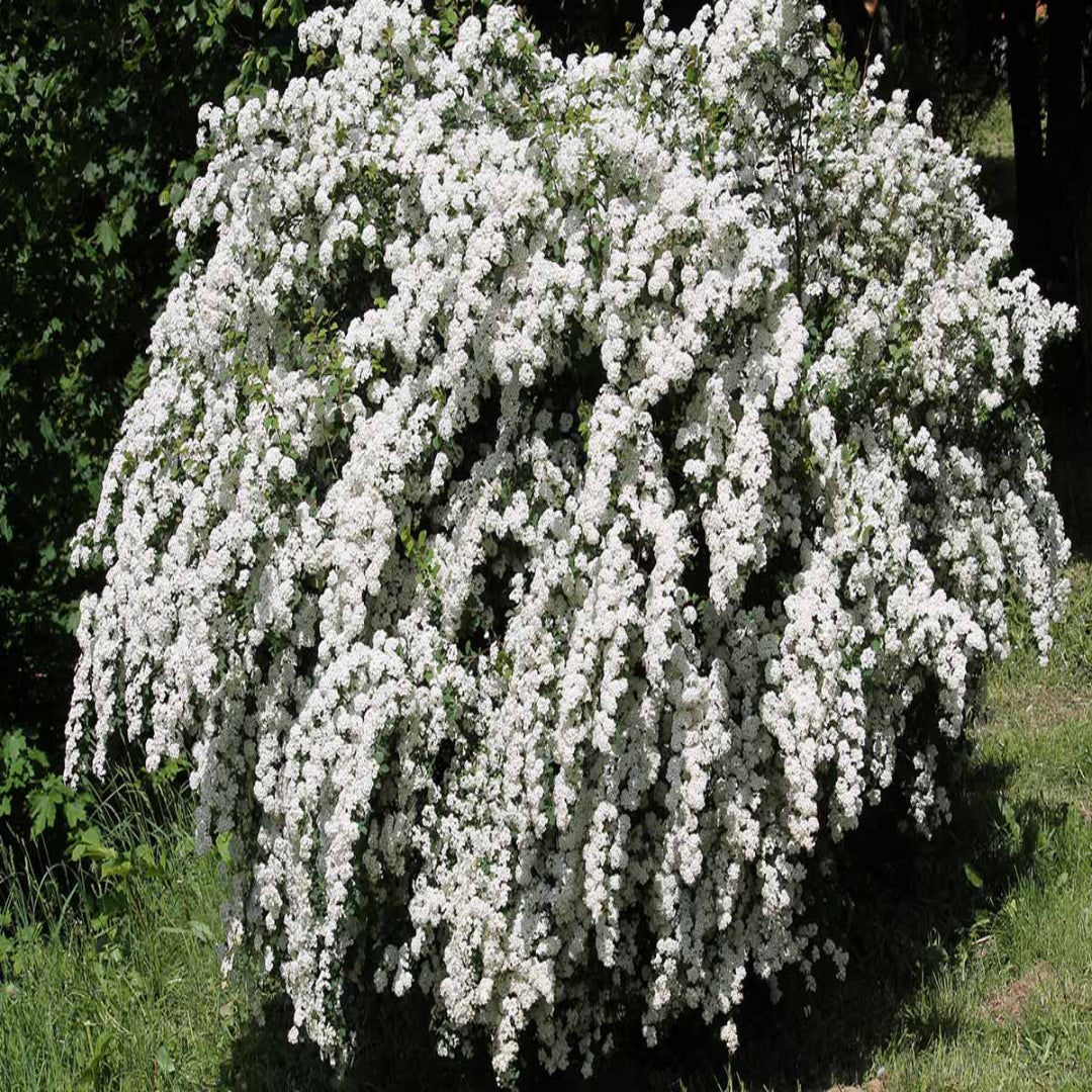 Reeves Spirea