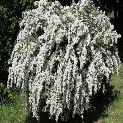 Reeves Spirea