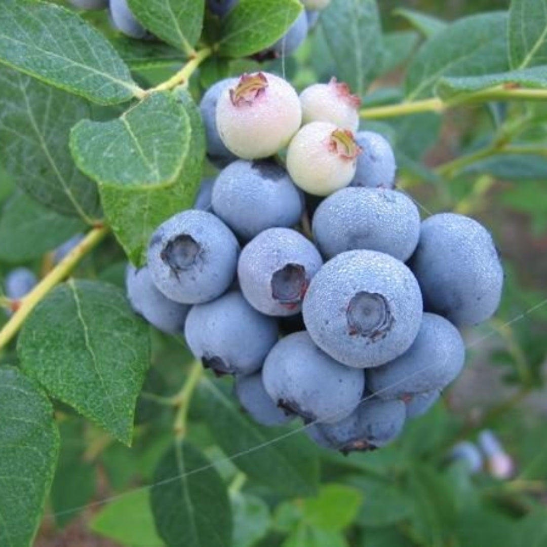 Bush with mature fruits from Brightwell Rabbiteye Blueberry