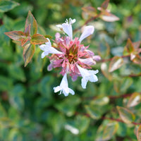 Abelia 'Glossy' Grandiflora, Dark Green Glossy Leaves with Fragrant Blooms