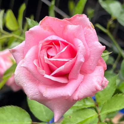 Brindabella Dream Rose