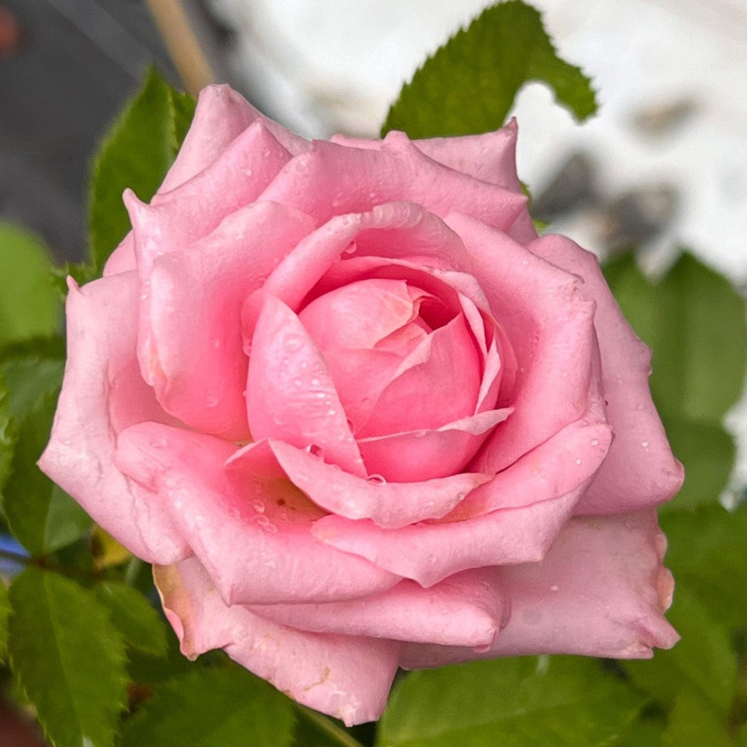 Brindabella Dream Rose