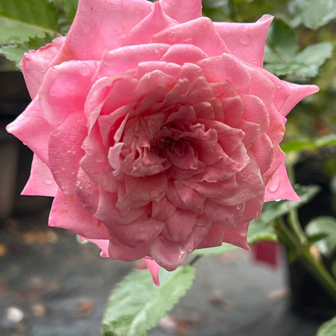 Brindabella Dream Rose