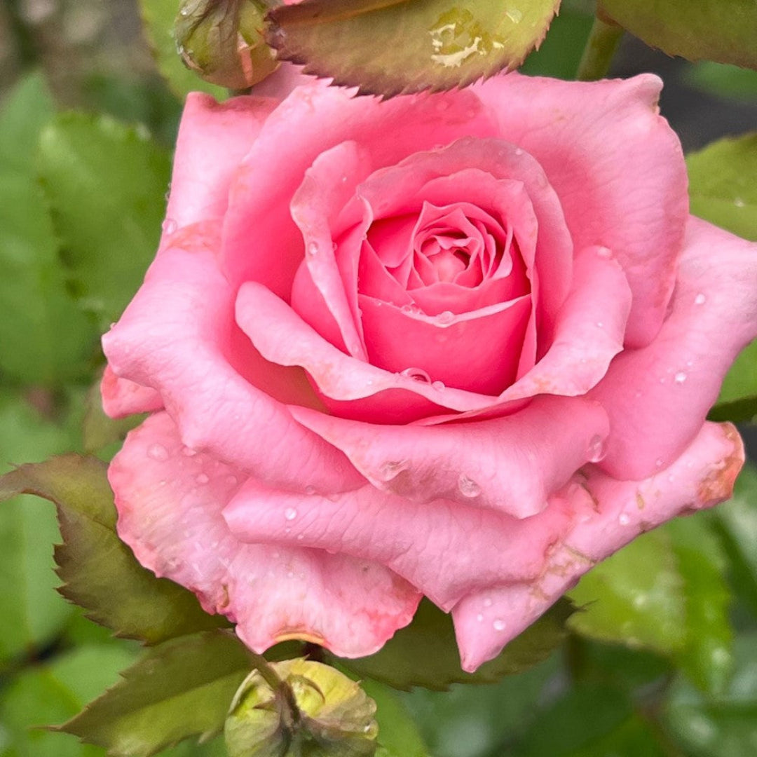 Brindabella Dream Rose