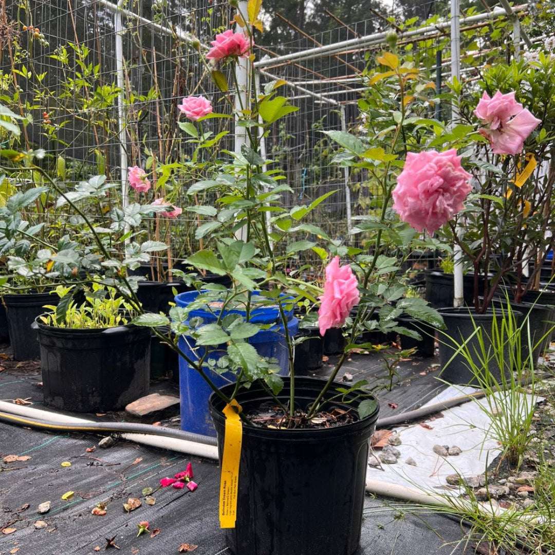 Brindabella Dream Rose