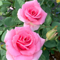 Brindabella Rose Touch of Pink