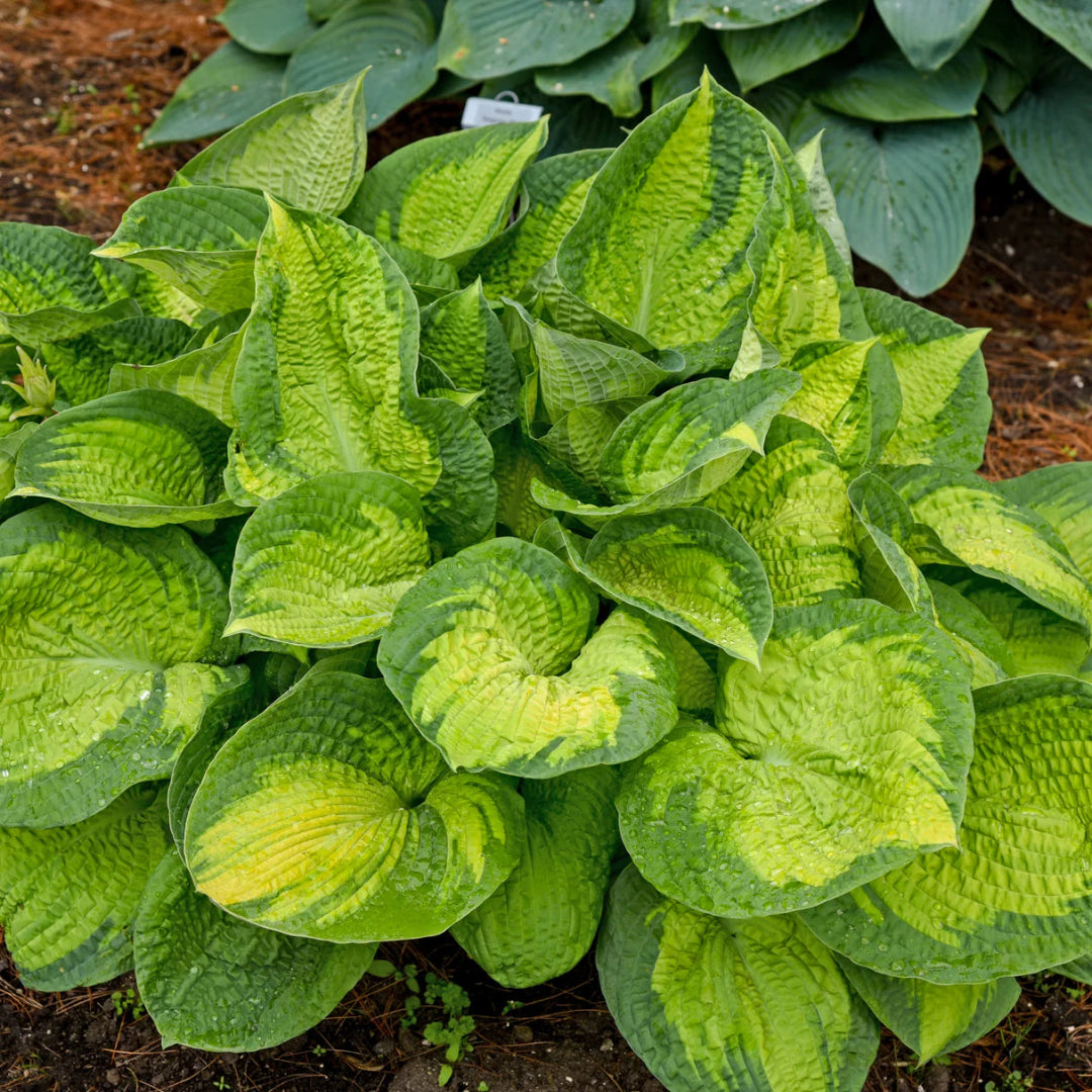 Hosta &