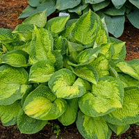 Hosta 'Brother Stefan'  [EG]