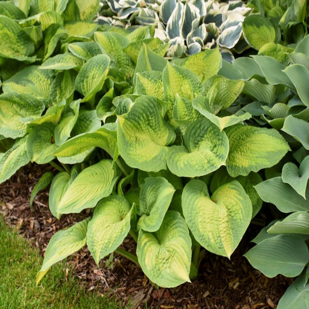 Hosta &