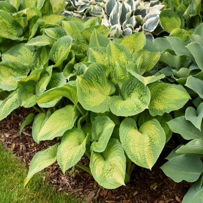 Hosta &