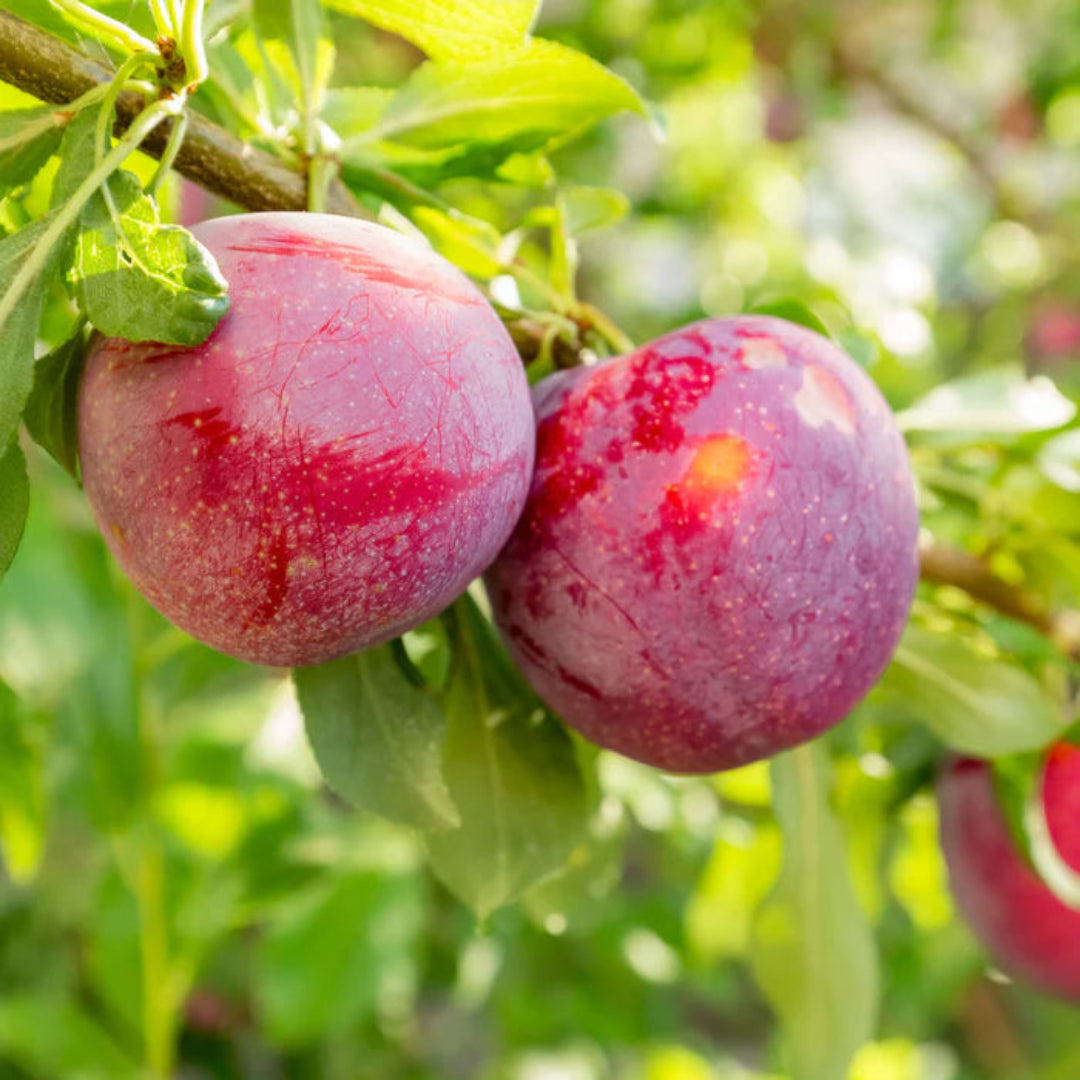 Bruce Plum Tree | Bruce Plum: A Sun-Loving, Hardy Delight with Wine-Red Beauty and Delectable Flavor!