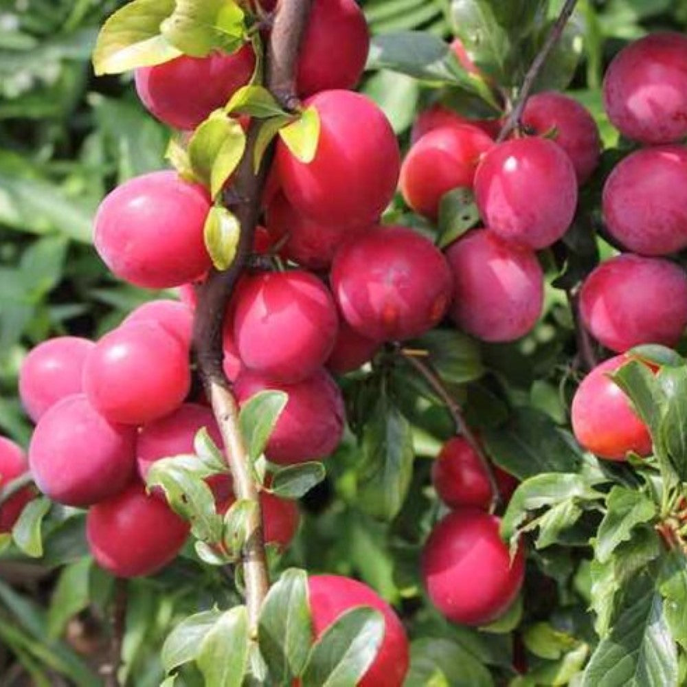 Bruce Plum Tree | Bruce Plum: A Sun-Loving, Hardy Delight with Wine-Red Beauty and Delectable Flavor!