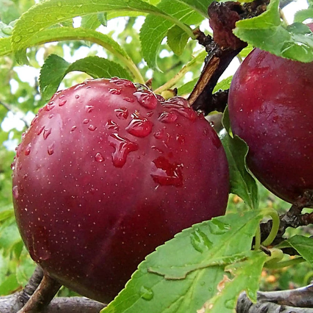 Bruce Plum Tree | Bruce Plum: A Sun-Loving, Hardy Delight with Wine-Red Beauty and Delectable Flavor!