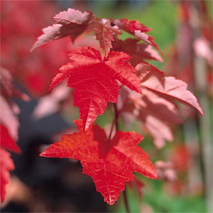 Acer rubrum &