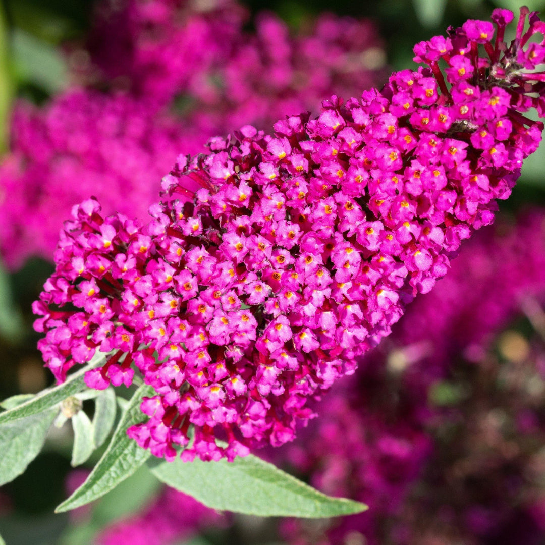 Buddleia CranRazz Butterfly Bush