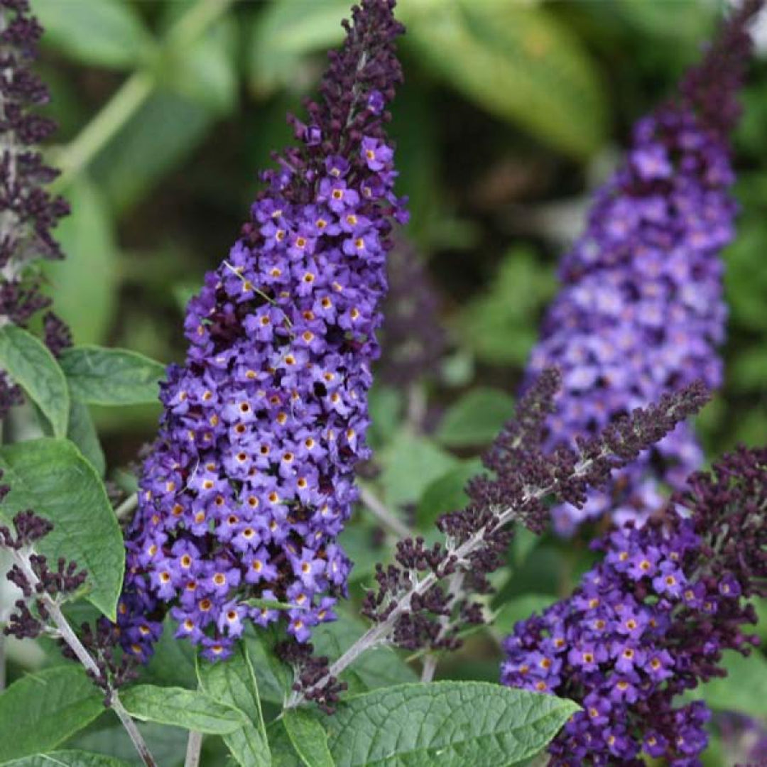 Buddleia Pugster Blue Butterfly Bush