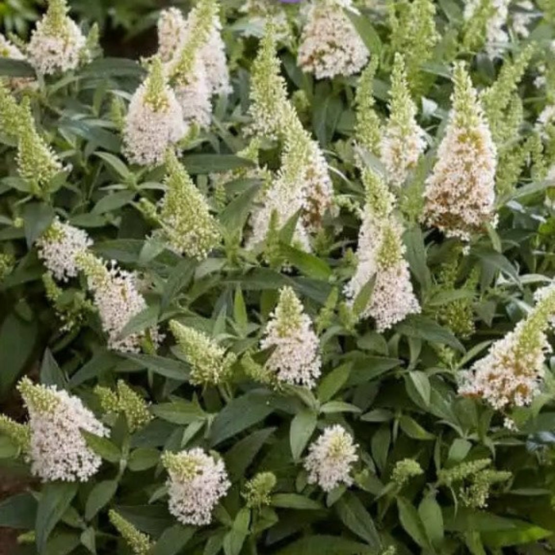 Coconut Butterfly Bush