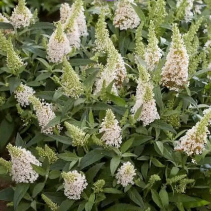 Coconut Butterfly Bush