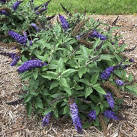 Buddleja Griffin Blue butterfly bush attracting pollinators in garden landscape