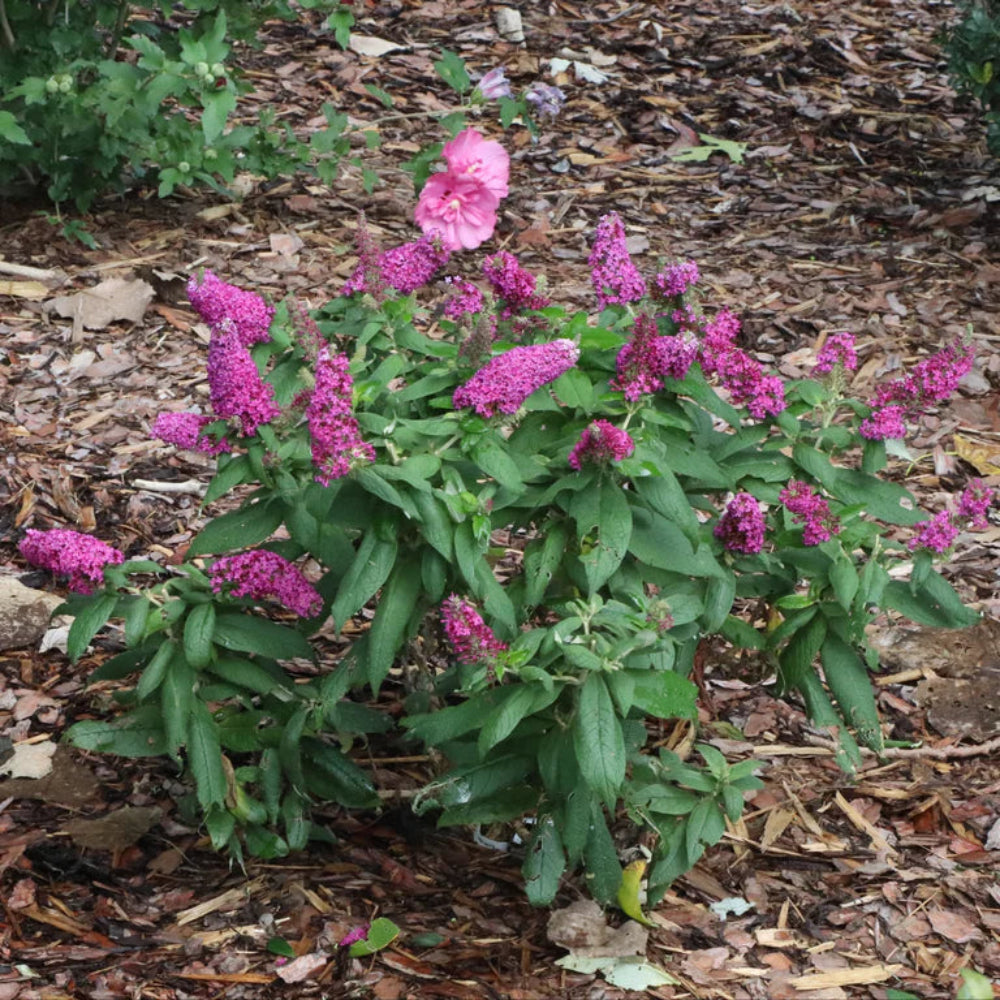 Pugster Pico Punch Butterfly Bush